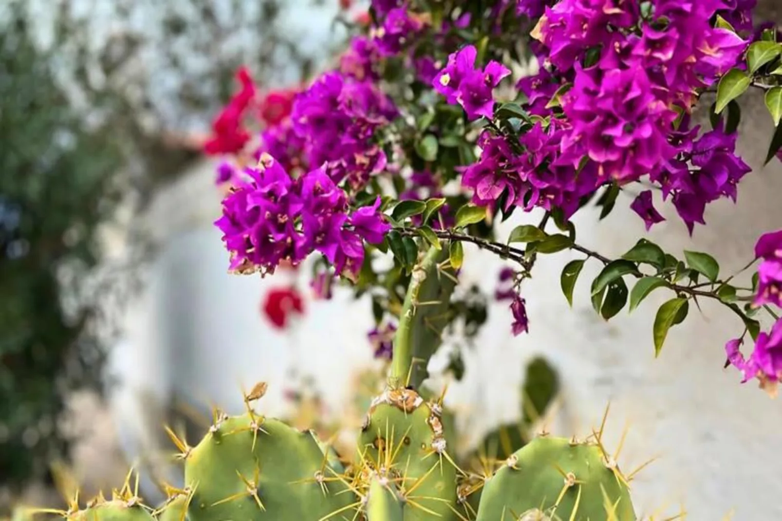 Authentique Finca Espagnole Avec Piscine Priv&eacute;e Et Jardin-Non tagué