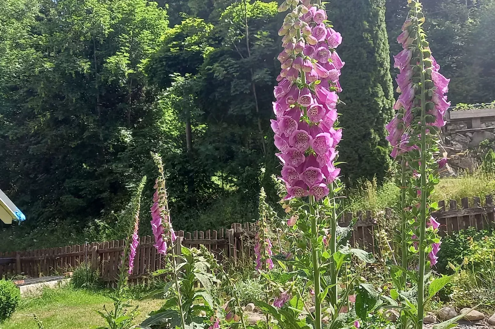 Altes Forsthaus-Garten Sommer