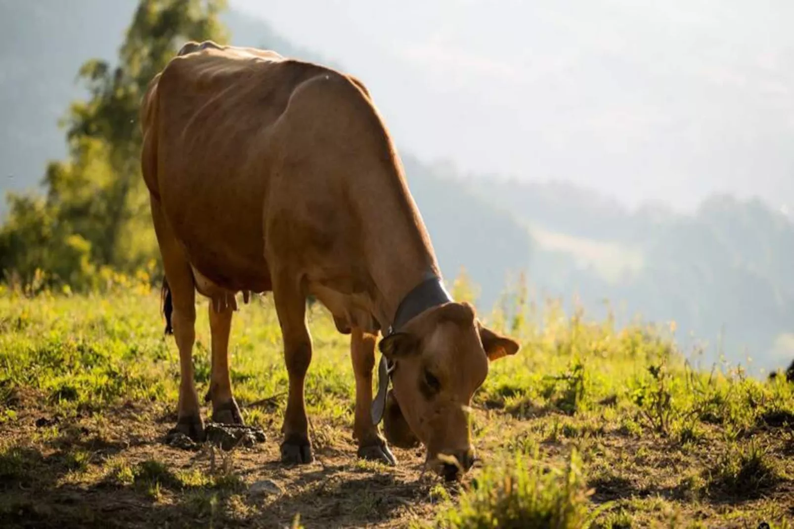Résidence Les Chardons-Non tagué