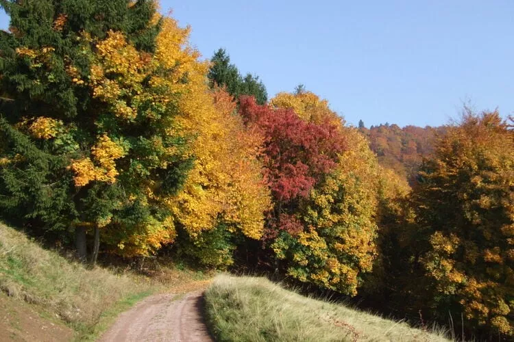 Landferienhof Schmidt-Gebiete Sommer 1 km