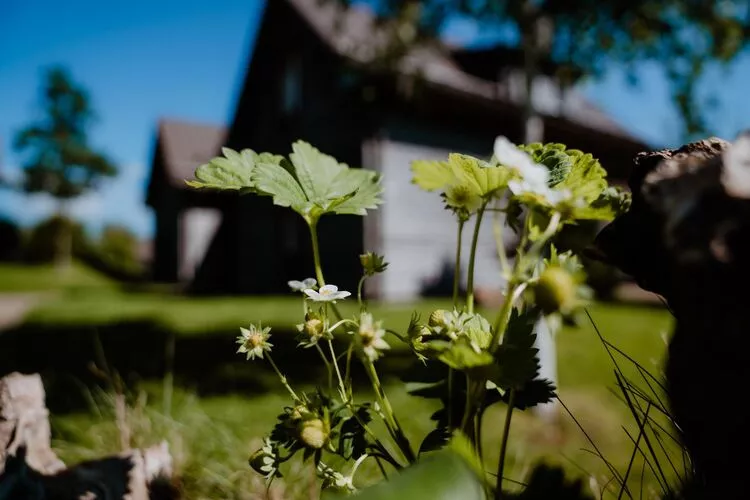 Exklusive Lodge 7  Personen-Gardens summer