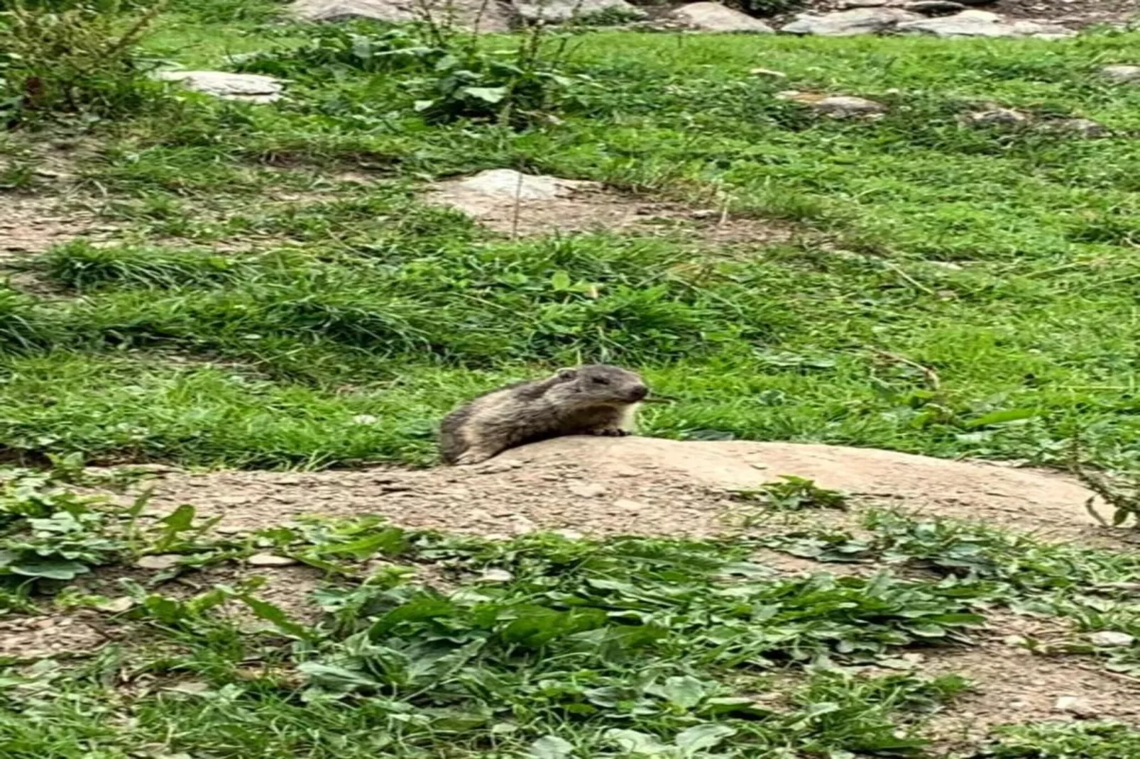 Chalet Ponturin-Areas within 20km in summer