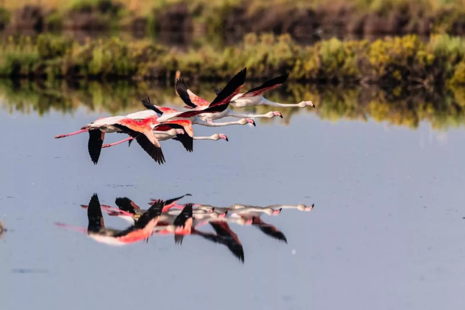 Rasi 1-Gebiete Sommer 5 km