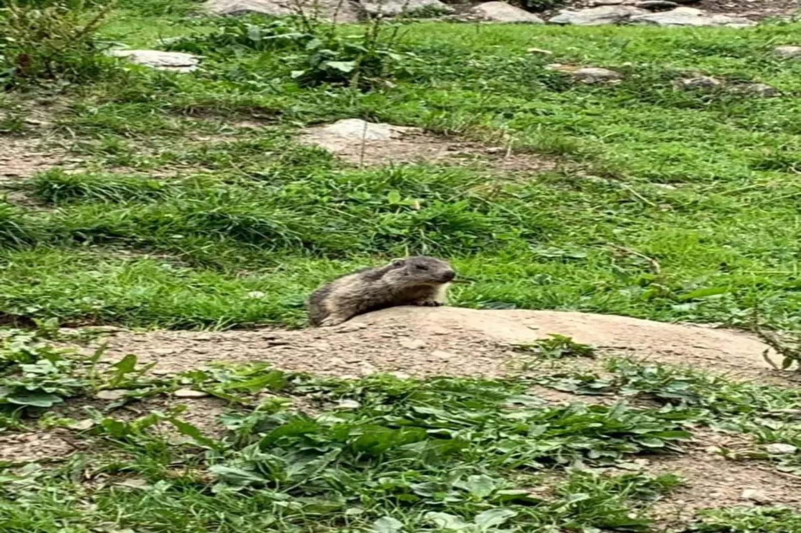 Chalets Les Amis 2-Gebiete Sommer 20 km