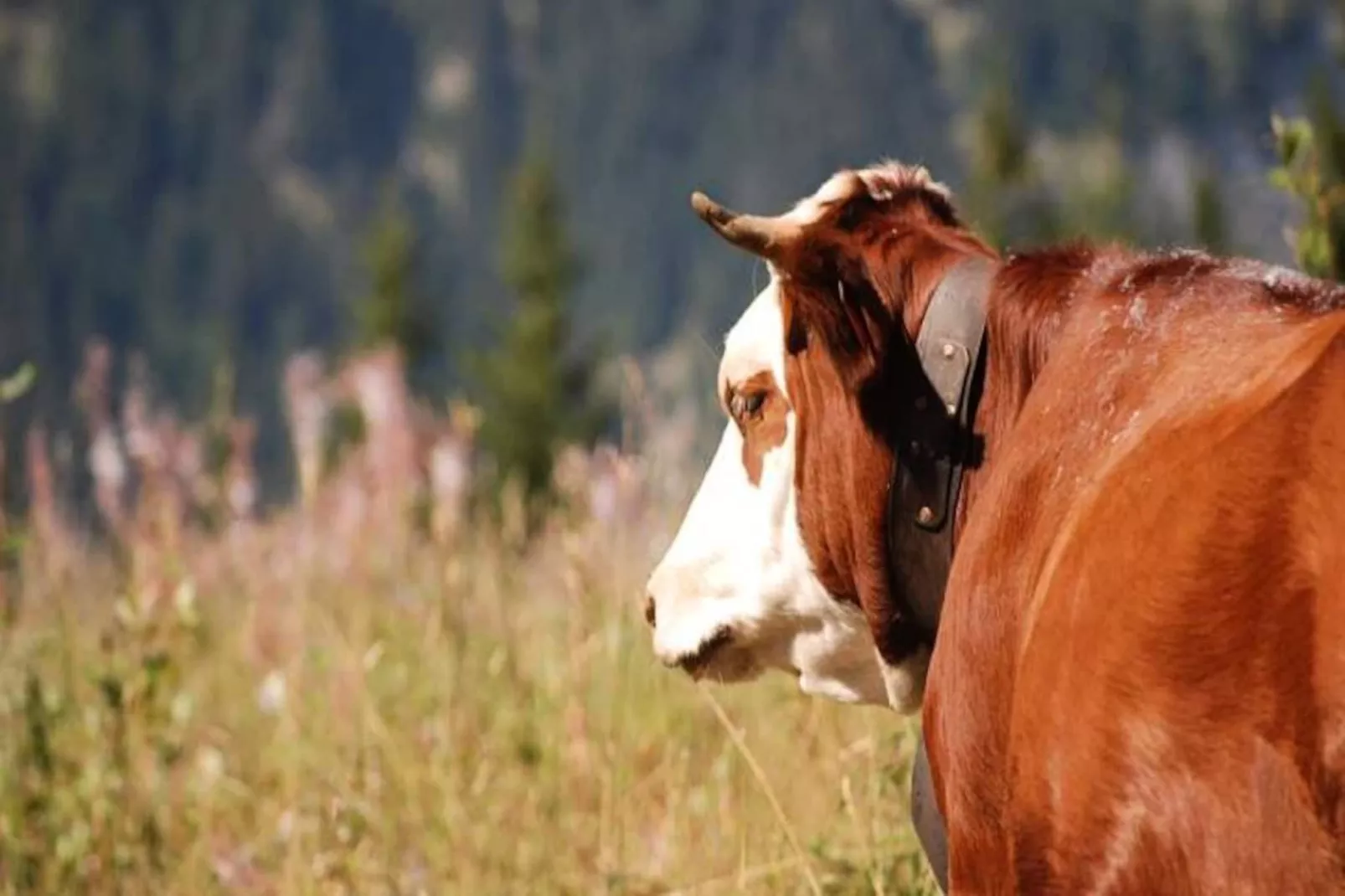 Résidence La Beguette-Non tagué