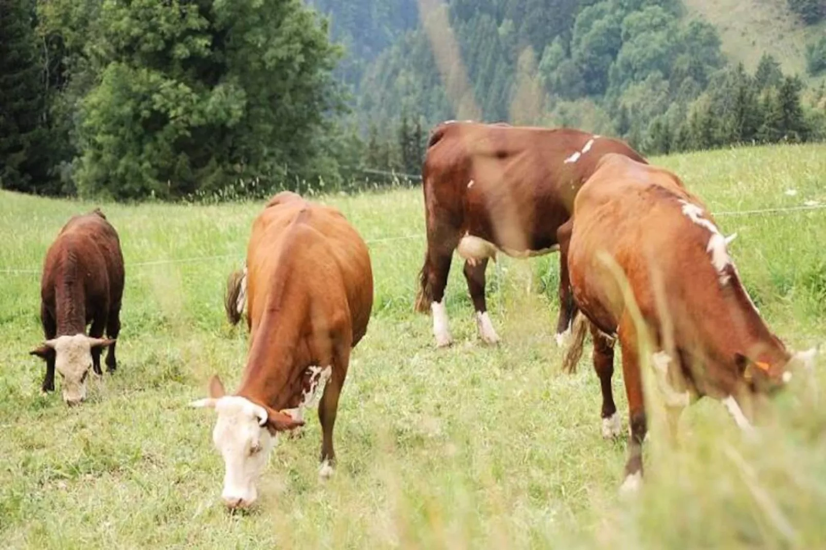 Résidence Le Village-Untagged