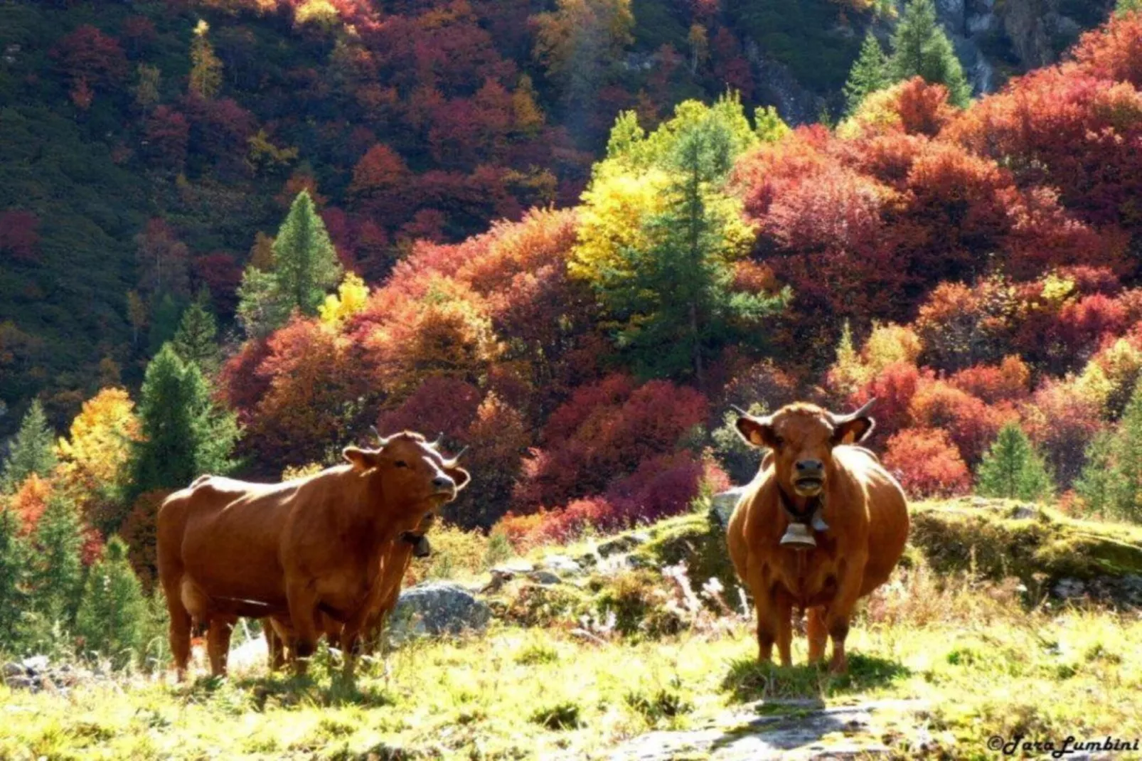 Chalets Les Amis 1-Areas within 20km in summer