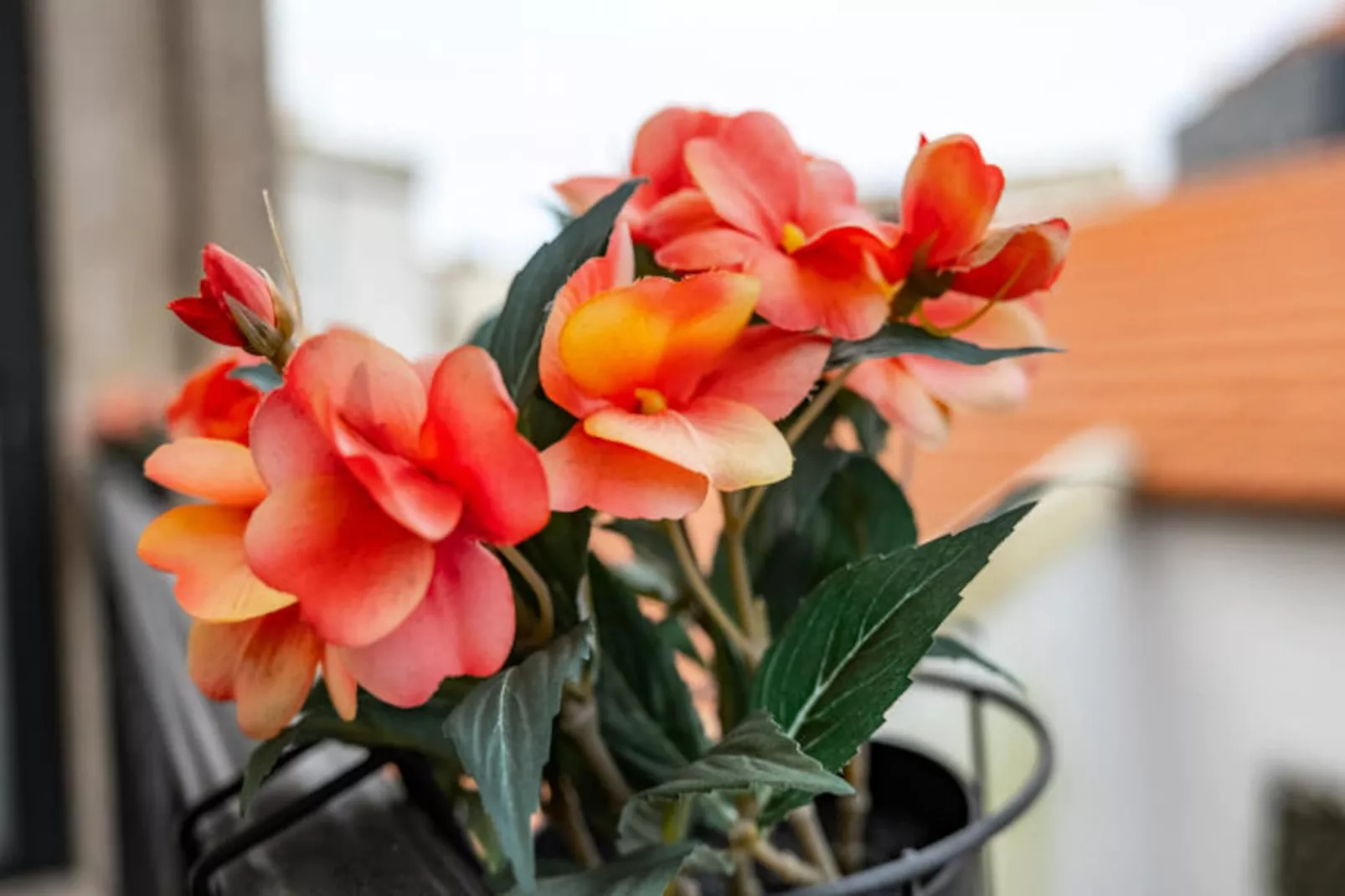 Appartements à Porto-Non tagué