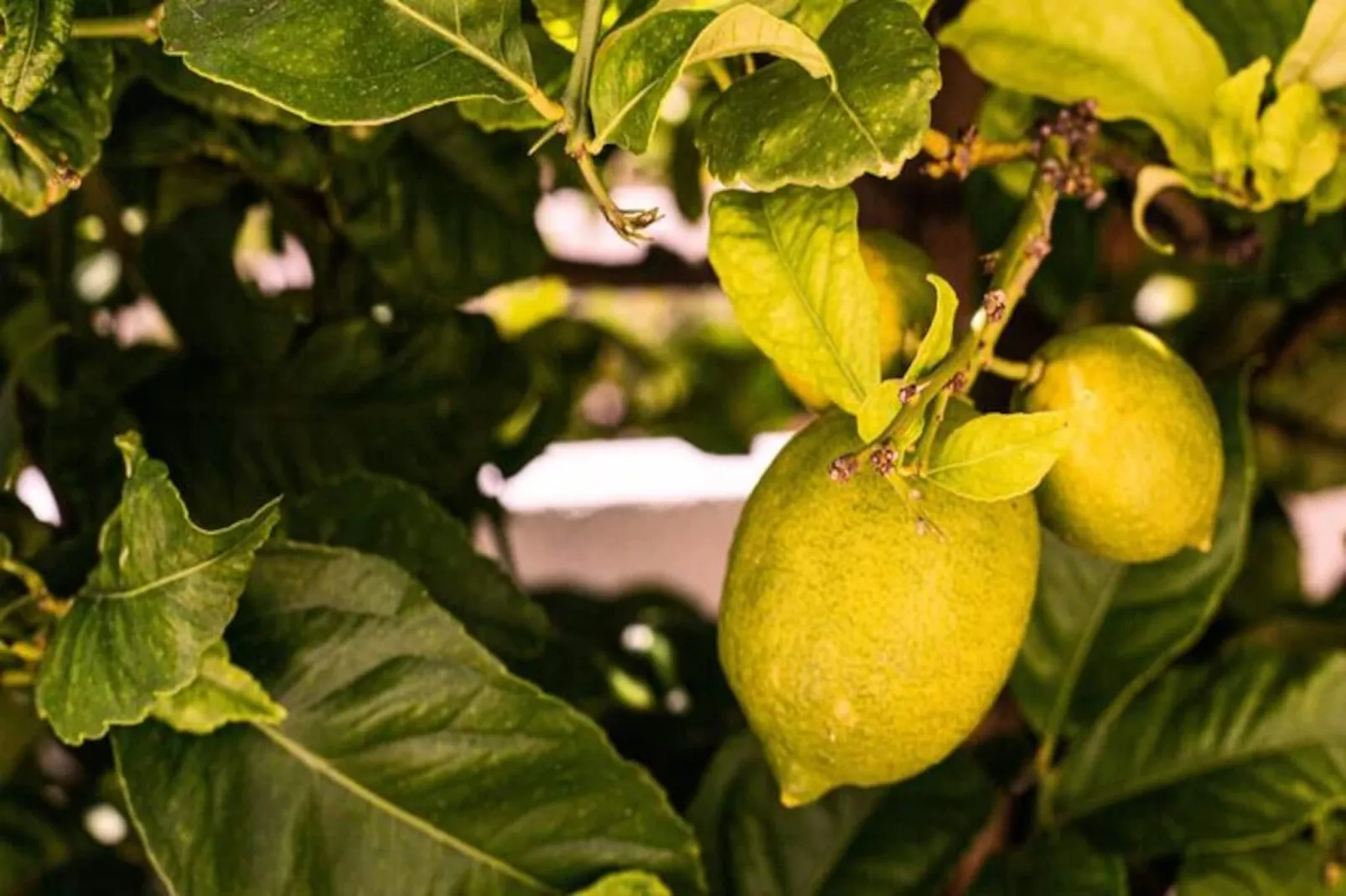 Lemon Tree - Waterside Apartments-Non tagué