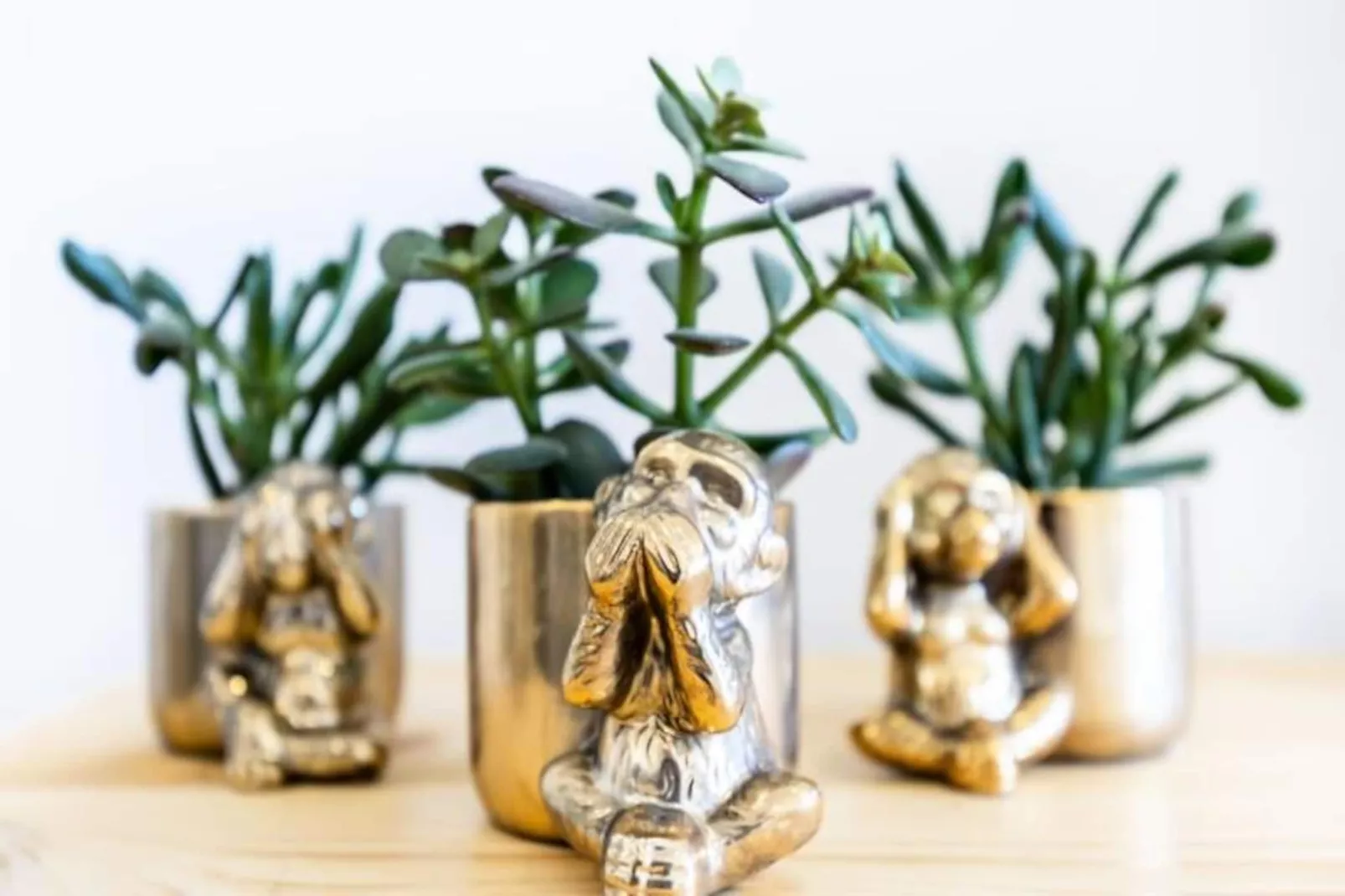 The Kuuyi Suite - Burgau-Untagged