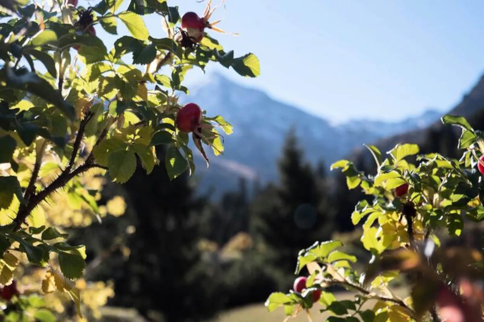 Résidence Alpages B-Untagged