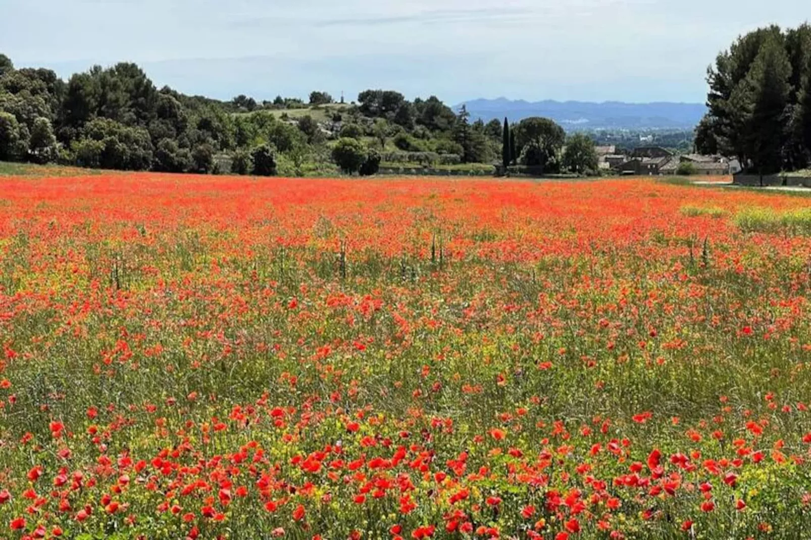 Fleurs De Provence-Untagged