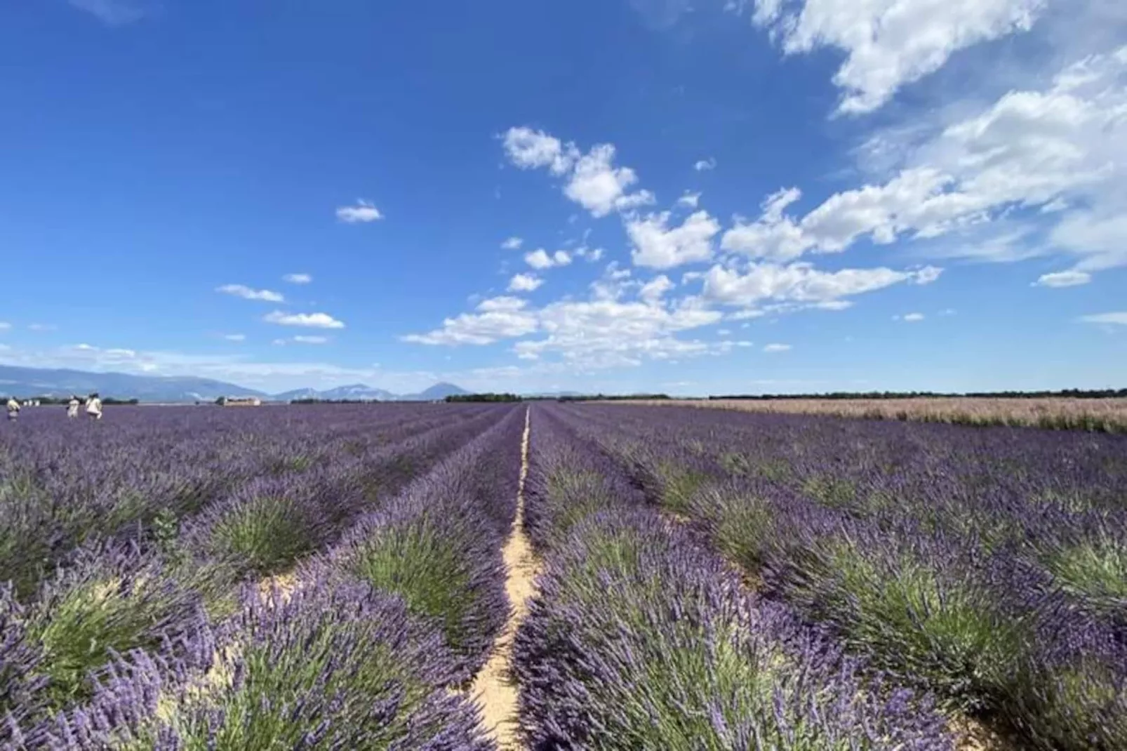 Magnifique Appartement Au C&oelig;ur Des Champs De Lavande - 6 - 7 Personnes-Non tagué
