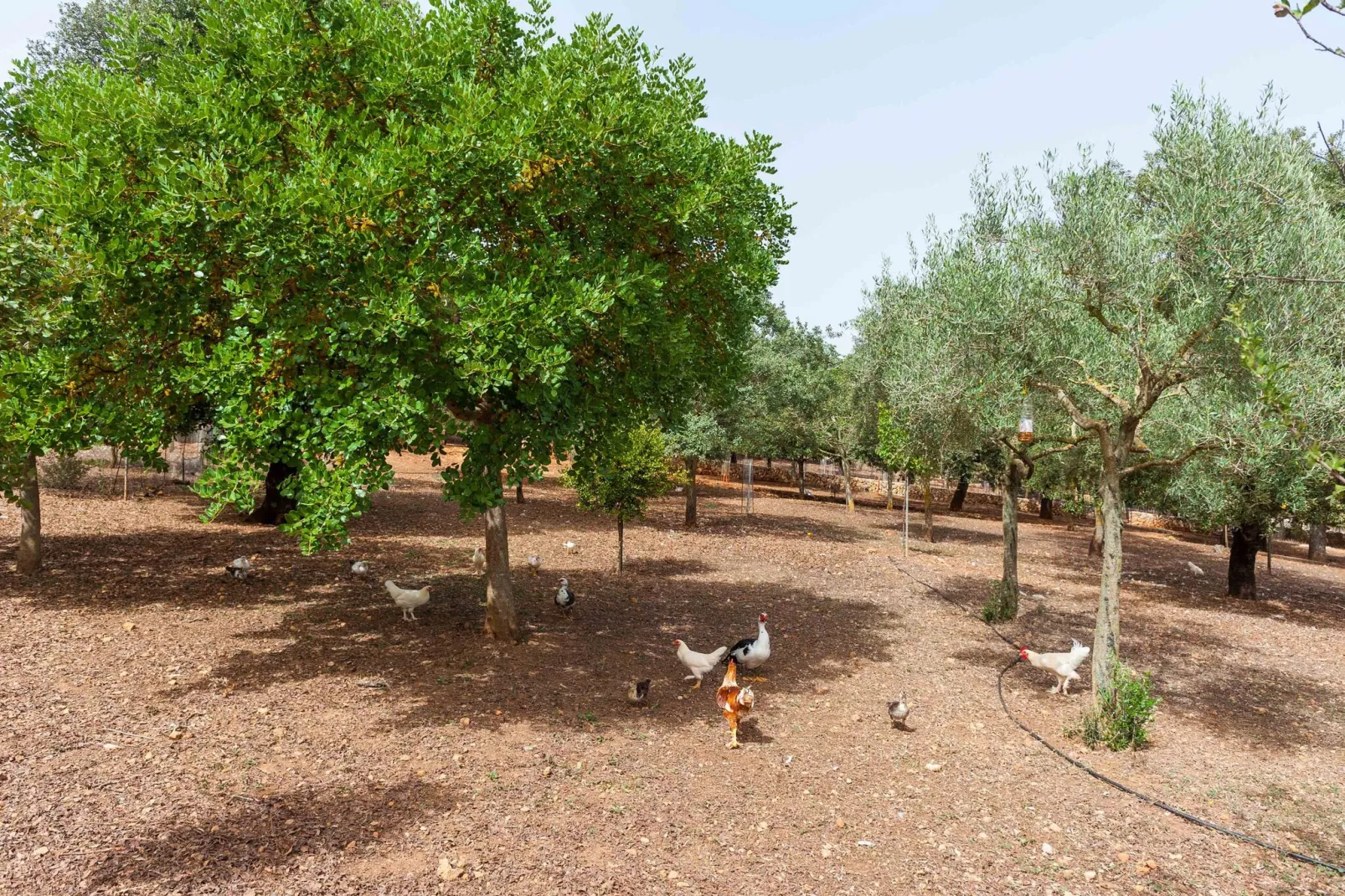 Sa Mata Grossa-Exterior summer