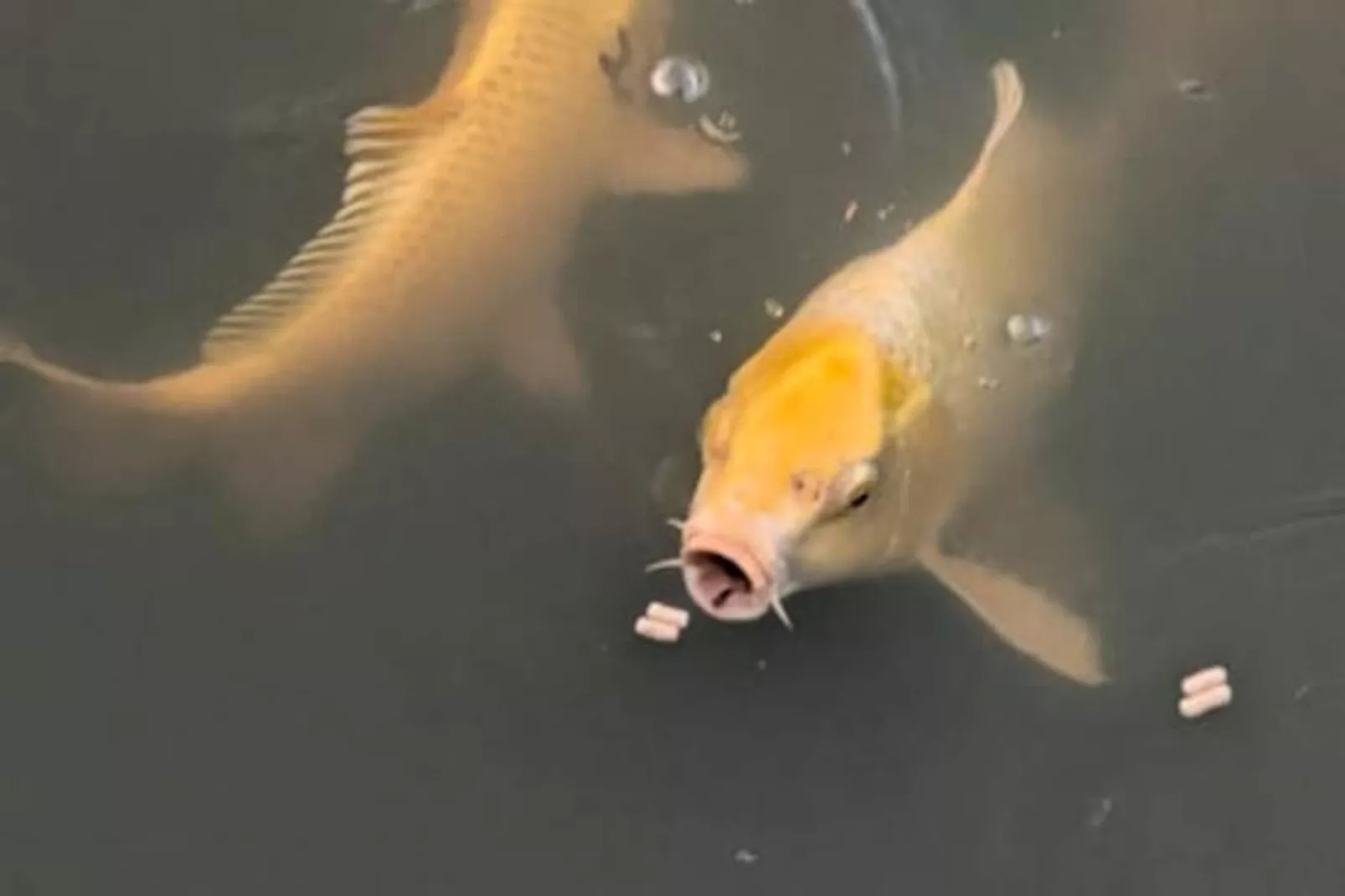 Lodge Sur L'eau En Dordogne-Non tagué