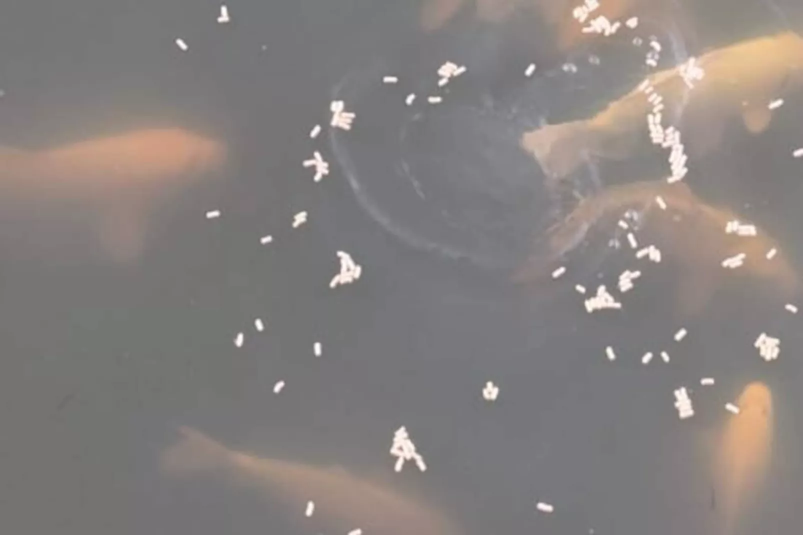Lodge Sur L'eau En Dordogne-Non tagué