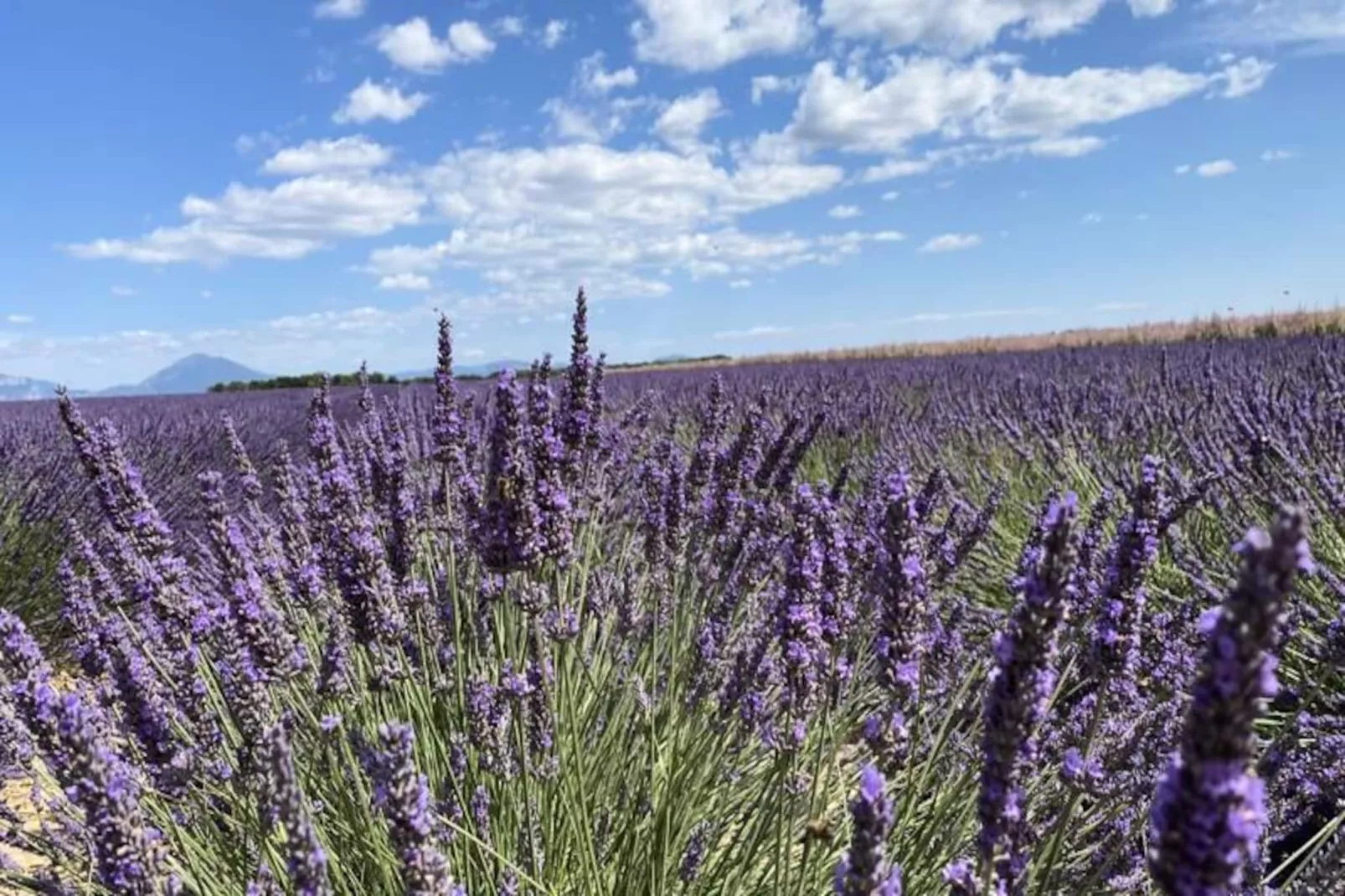 Magnifique Appartement Au C&oelig;ur Des Champs De Lavande - 6 - 7 Personnes-Non tagué