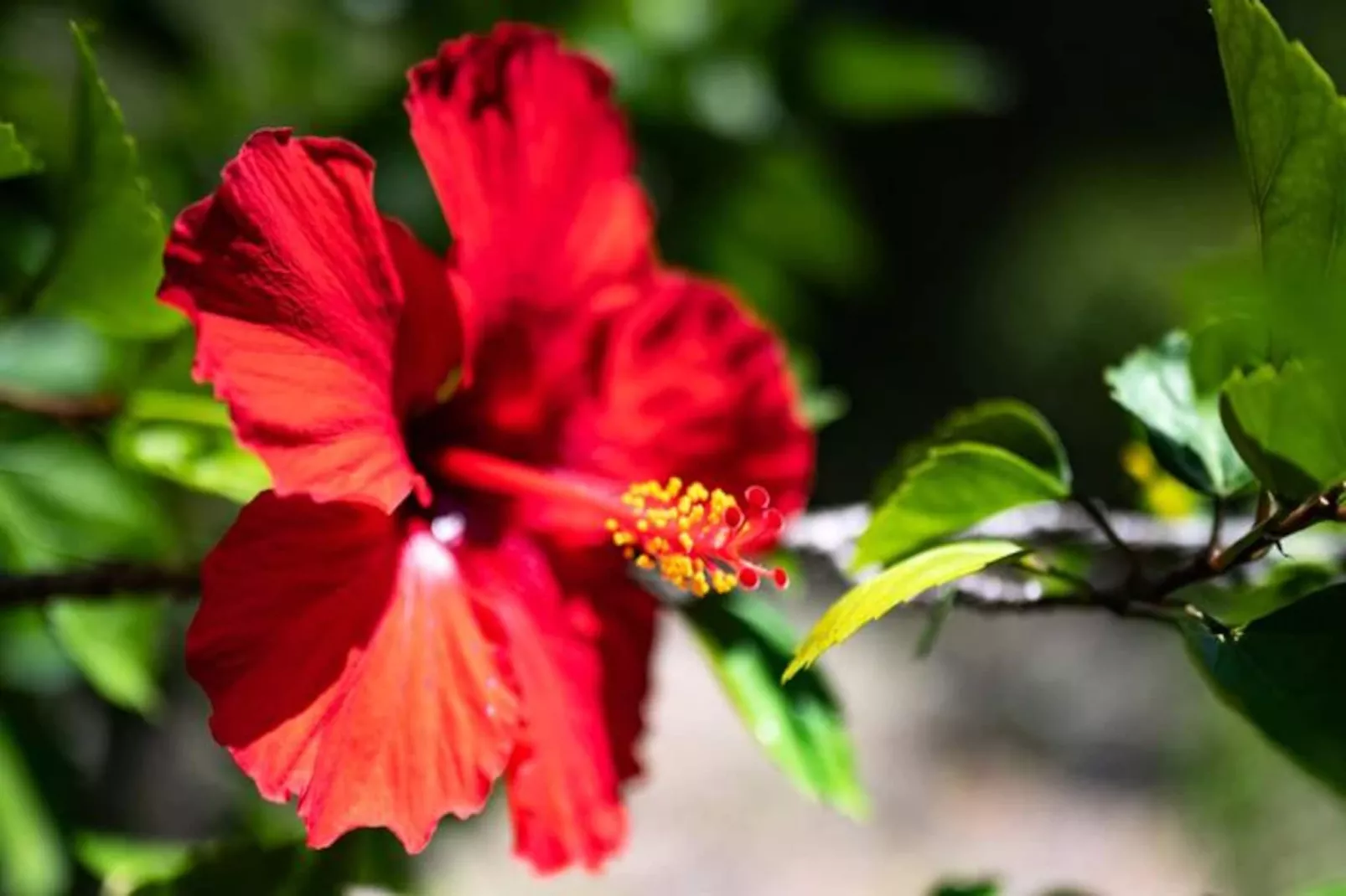 Villa Calico - Untagged