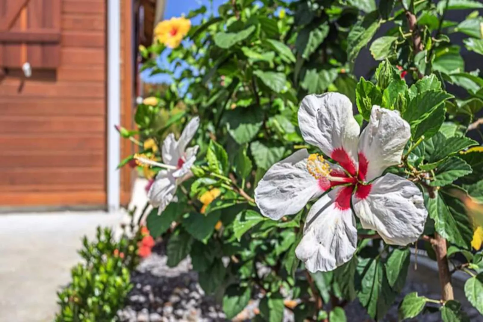 Bungalow Damien - Nicht zugeordnet