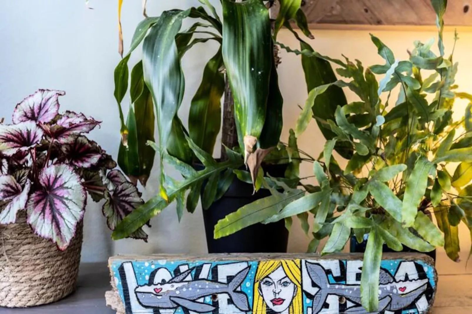 Casa Skip-Nicht zugeordnet