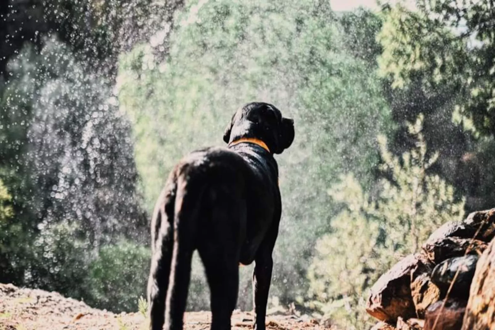 The Lemon Lodge - Tikka Suite-Nicht zugeordnet