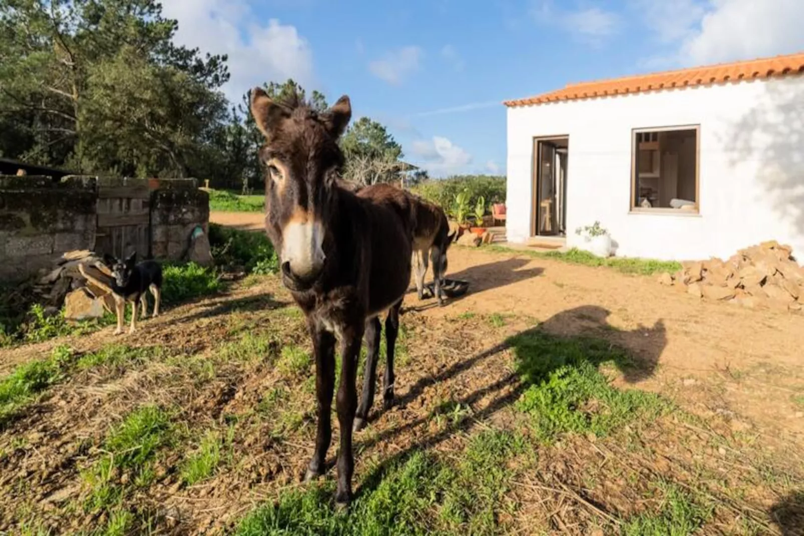 Casinha Da Paz-Untagged