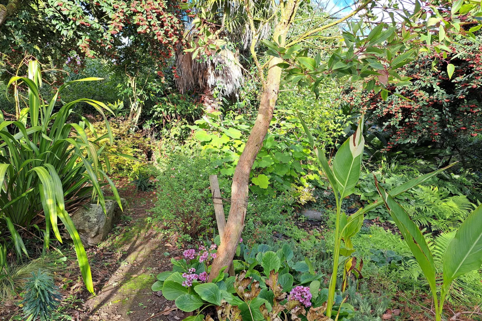 Granitsteinhaus in Guimaëc-Garden in winter