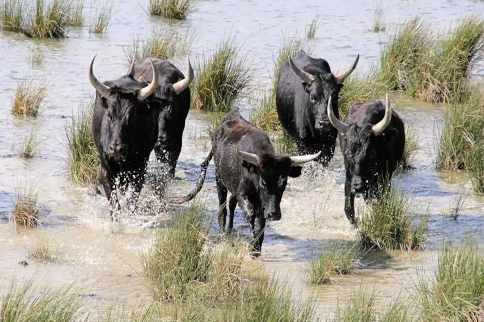 Résidence Les Jardins Du Port-Nicht zugeordnet