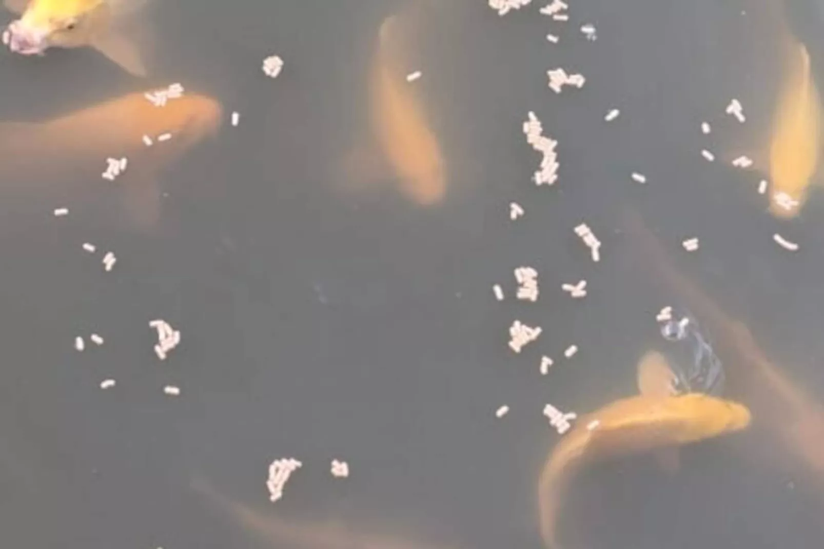 Lodge Sur L'eau En Dordogne-Non tagué