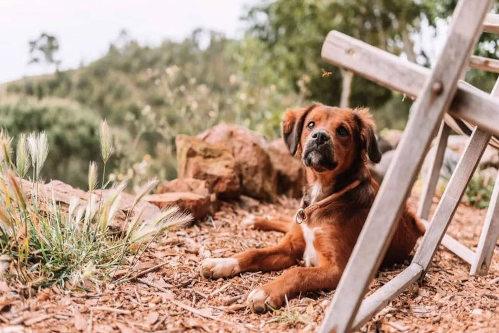 The Lemon Lodge - Ziggurat Suite-Nicht zugeordnet