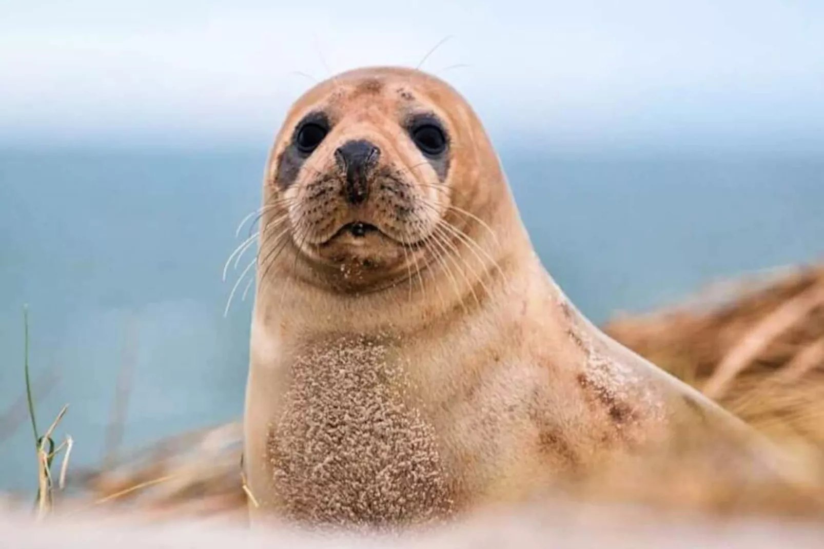 Résidence Sv 8 - Les &eacute;cureuils : Confort & S&eacute;r&eacute;nit&eacute; Dans R&eacute;sidence Priv&eacute;e &agrave; St--Untagged