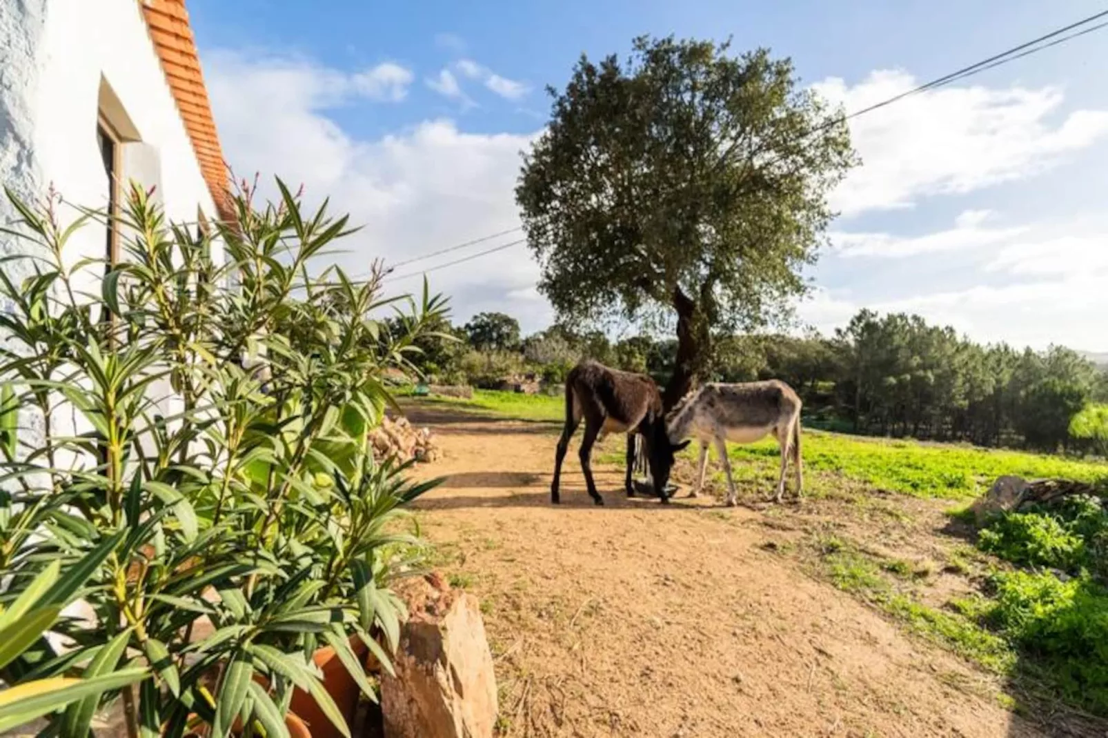 Casinha Da Paz-Untagged
