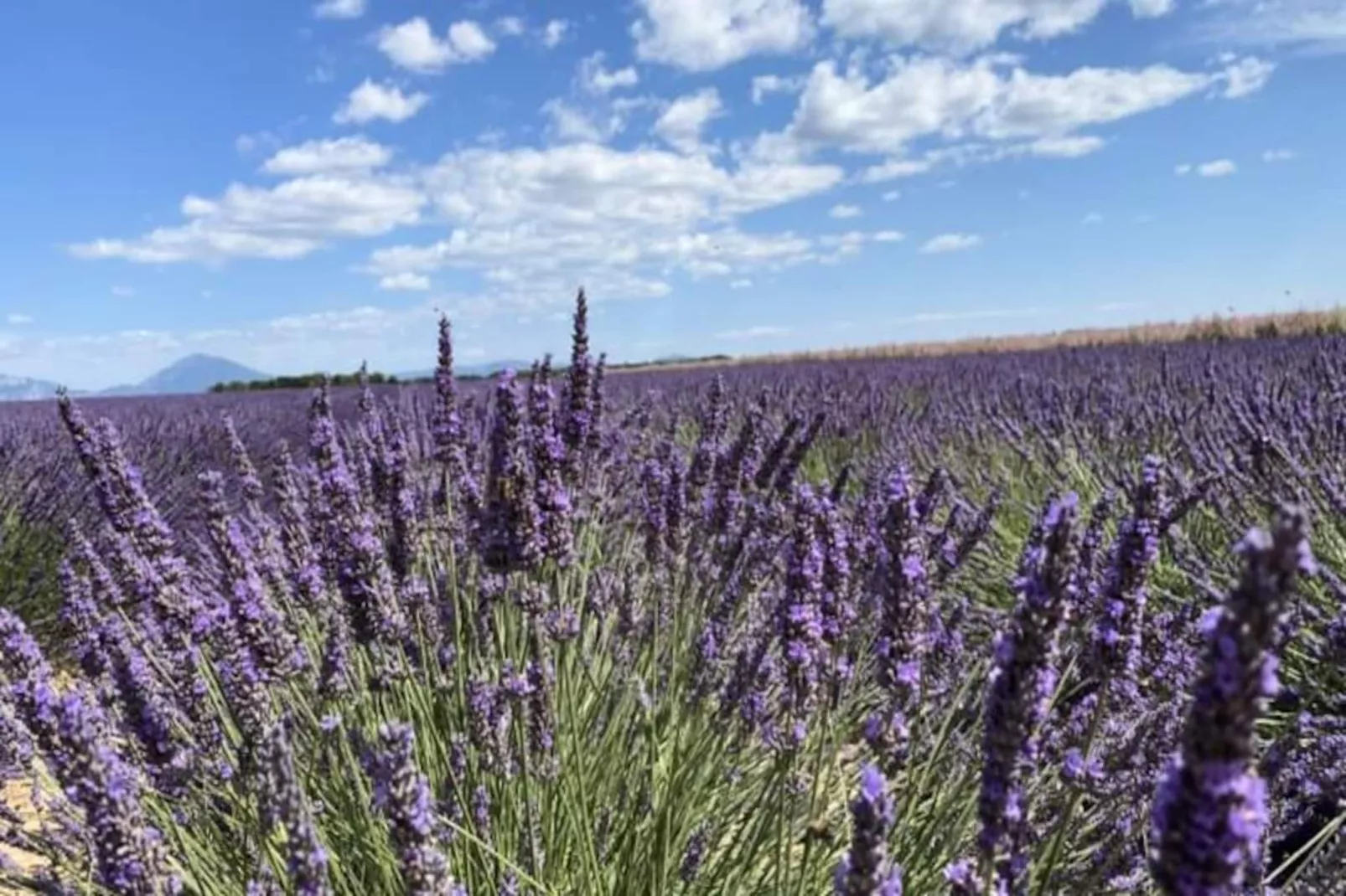 04b8 : Beau T3 Au Coeur Des Lavandes - Piscine-Untagged