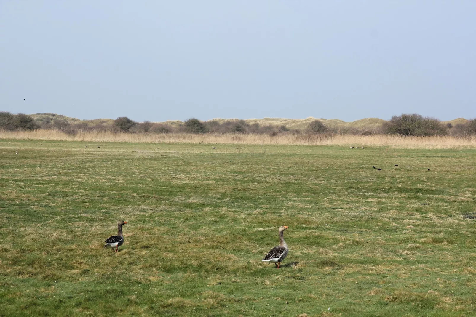 De Witte Parel-Gebiete Sommer 5 km