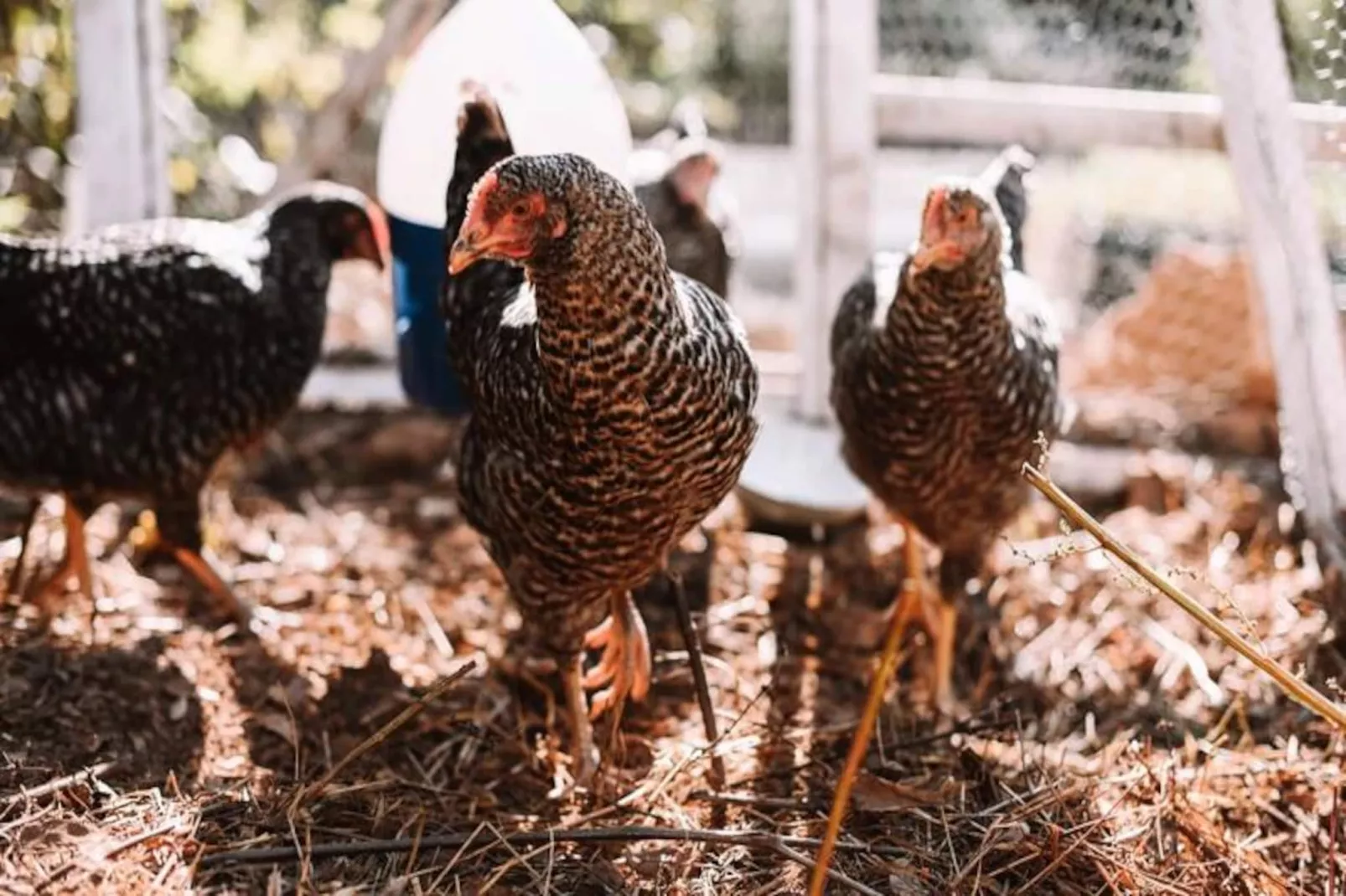 The Lemon Lodge - Ziggurat Suite-Nicht zugeordnet