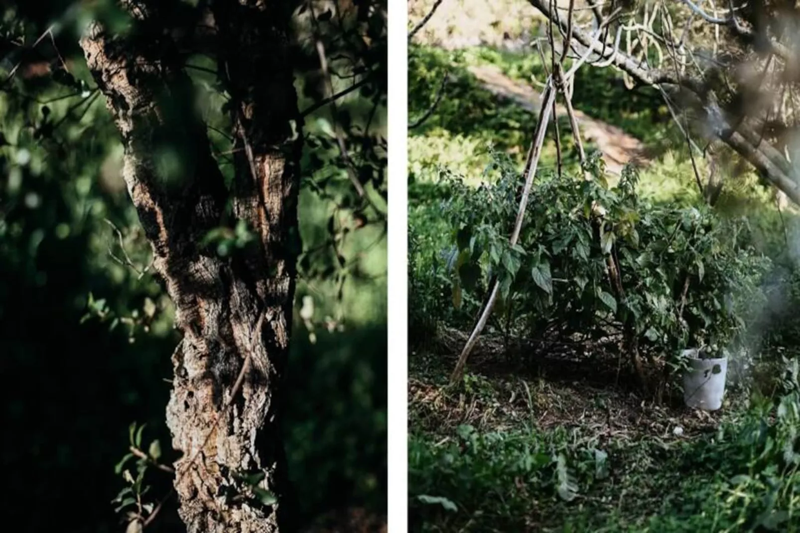 The Lemon Lodge - Tikka Suite-Nicht zugeordnet