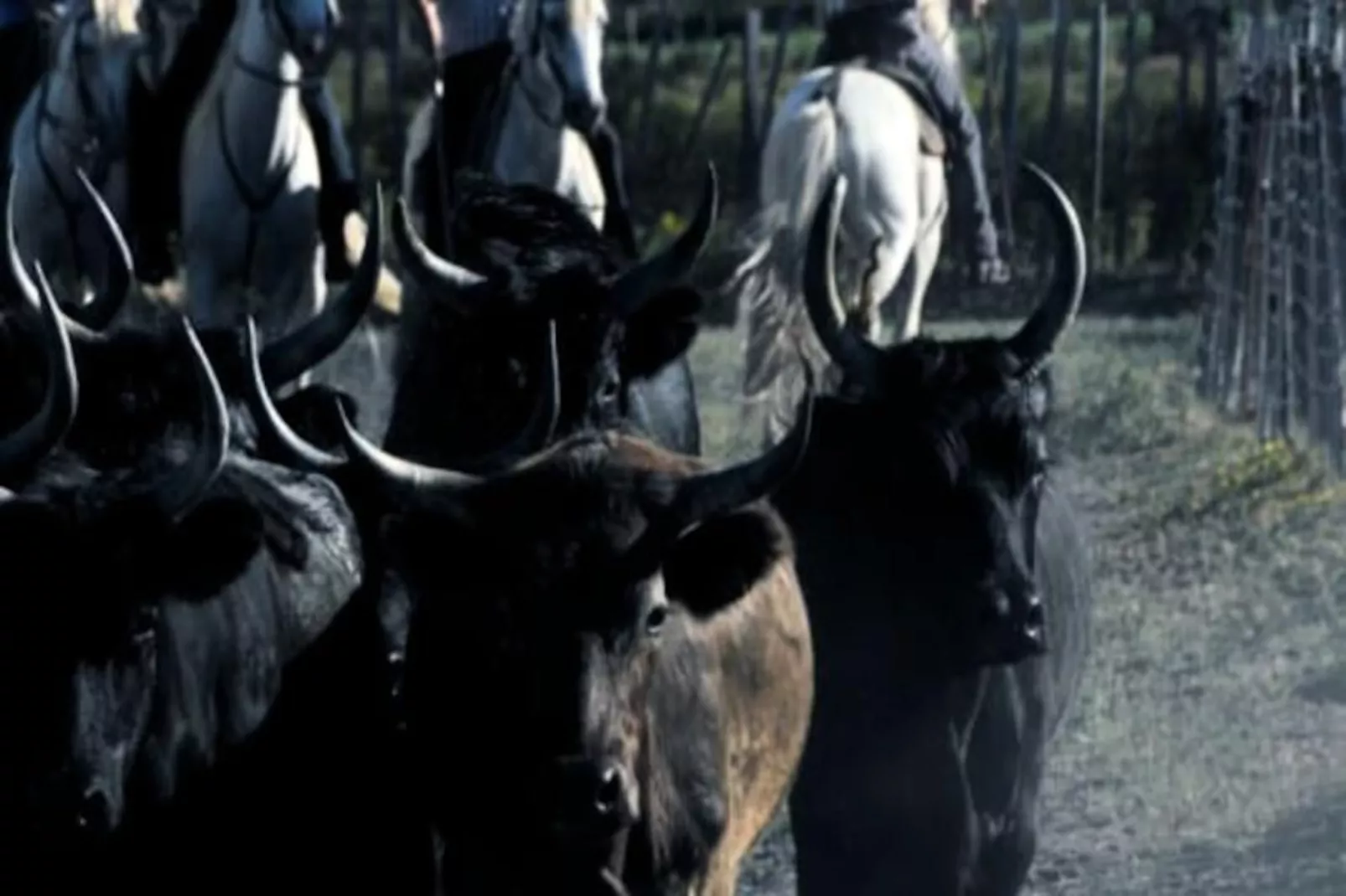 Résidence L'or&eacute;e De Camargue Studio Avec Cour-Nicht zugeordnet