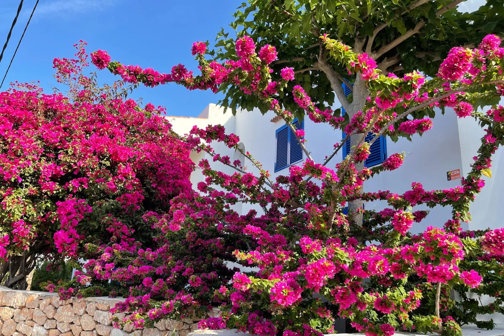 Es Queixal-Gardens summer