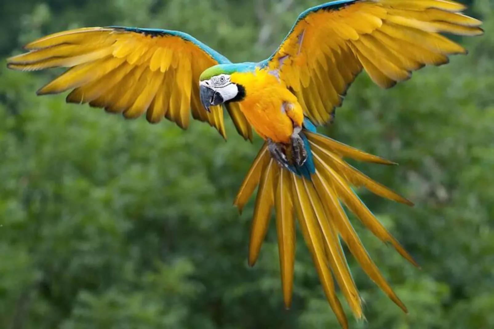 Résidence Villa Joya-la Londe Les Maures-Non tagué
