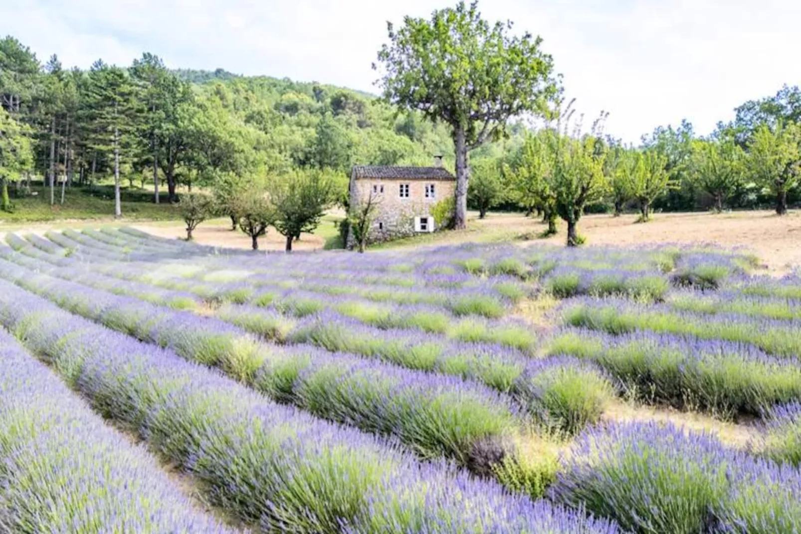 Bastide De L'esclat - Piscine - Champs De Lavandes-Untagged