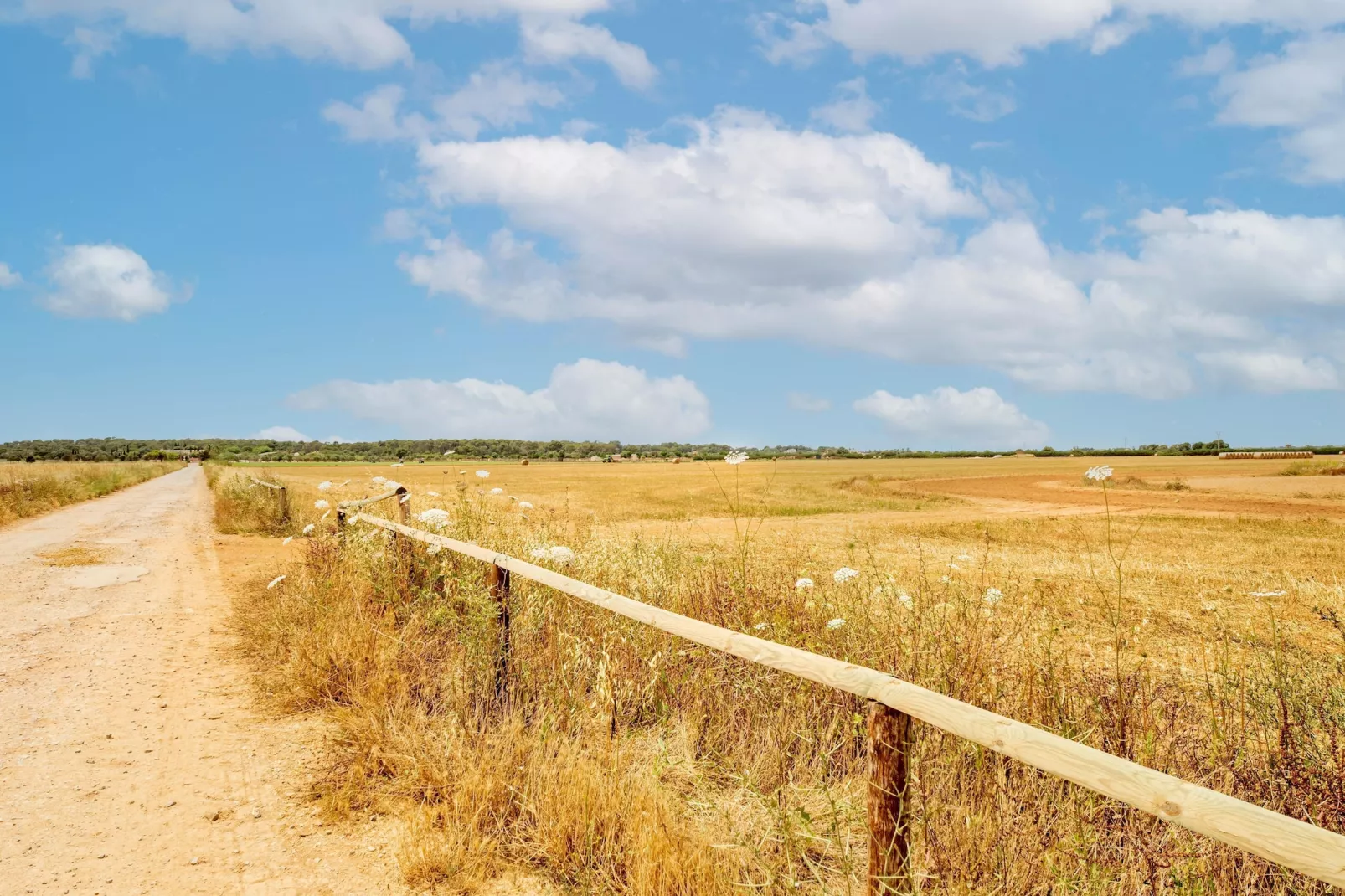 El Taller-Areas within 1km in summer