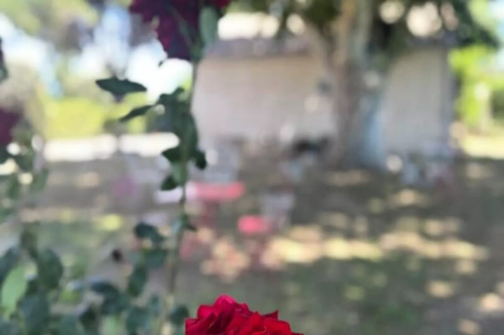 Résidence G&icirc;te Du Mas - Charmant G&icirc;te Proven&ccedil;al Avec Jardin Commun-Untagged