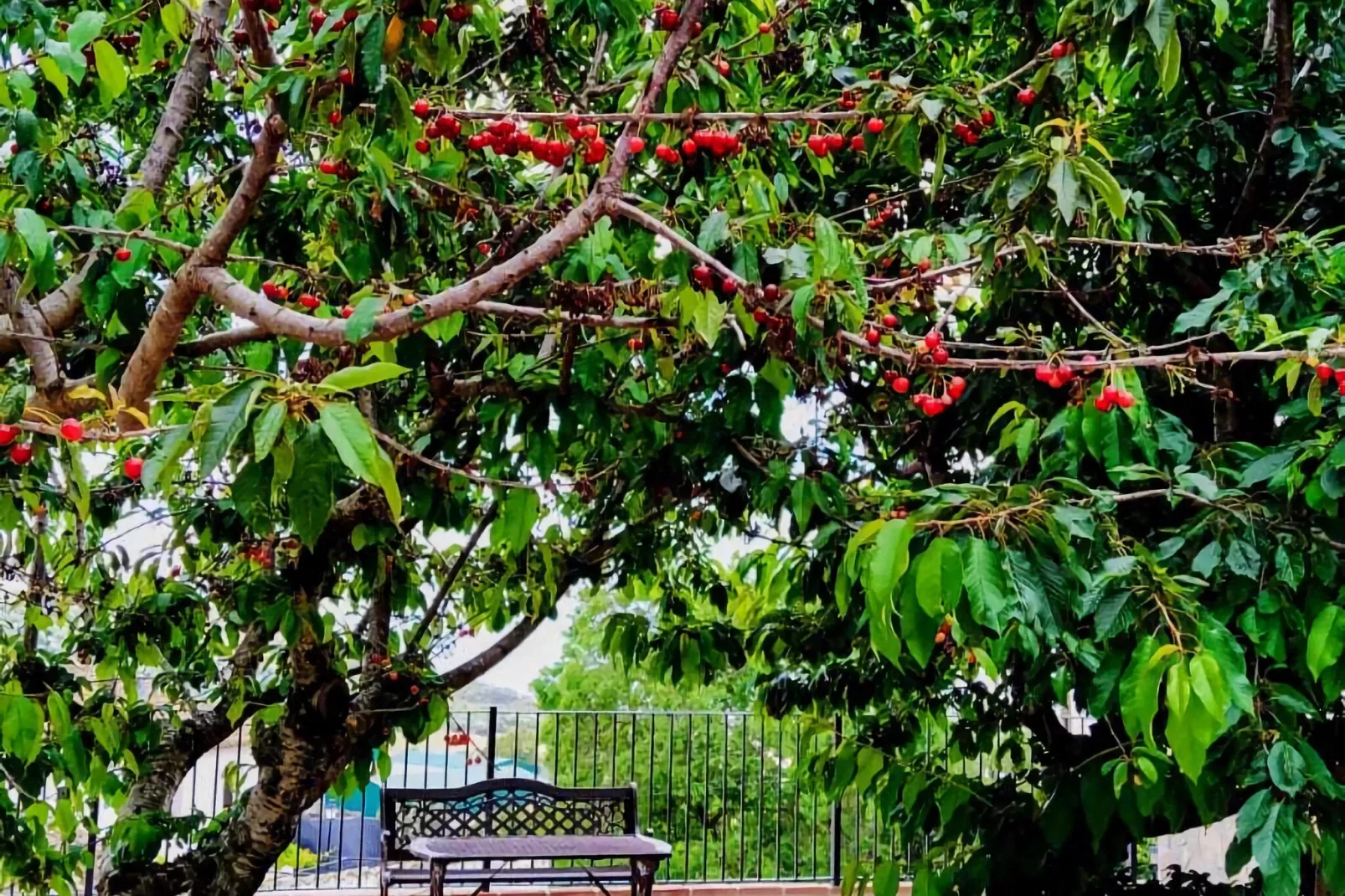 Casa Almendro-Gardens summer