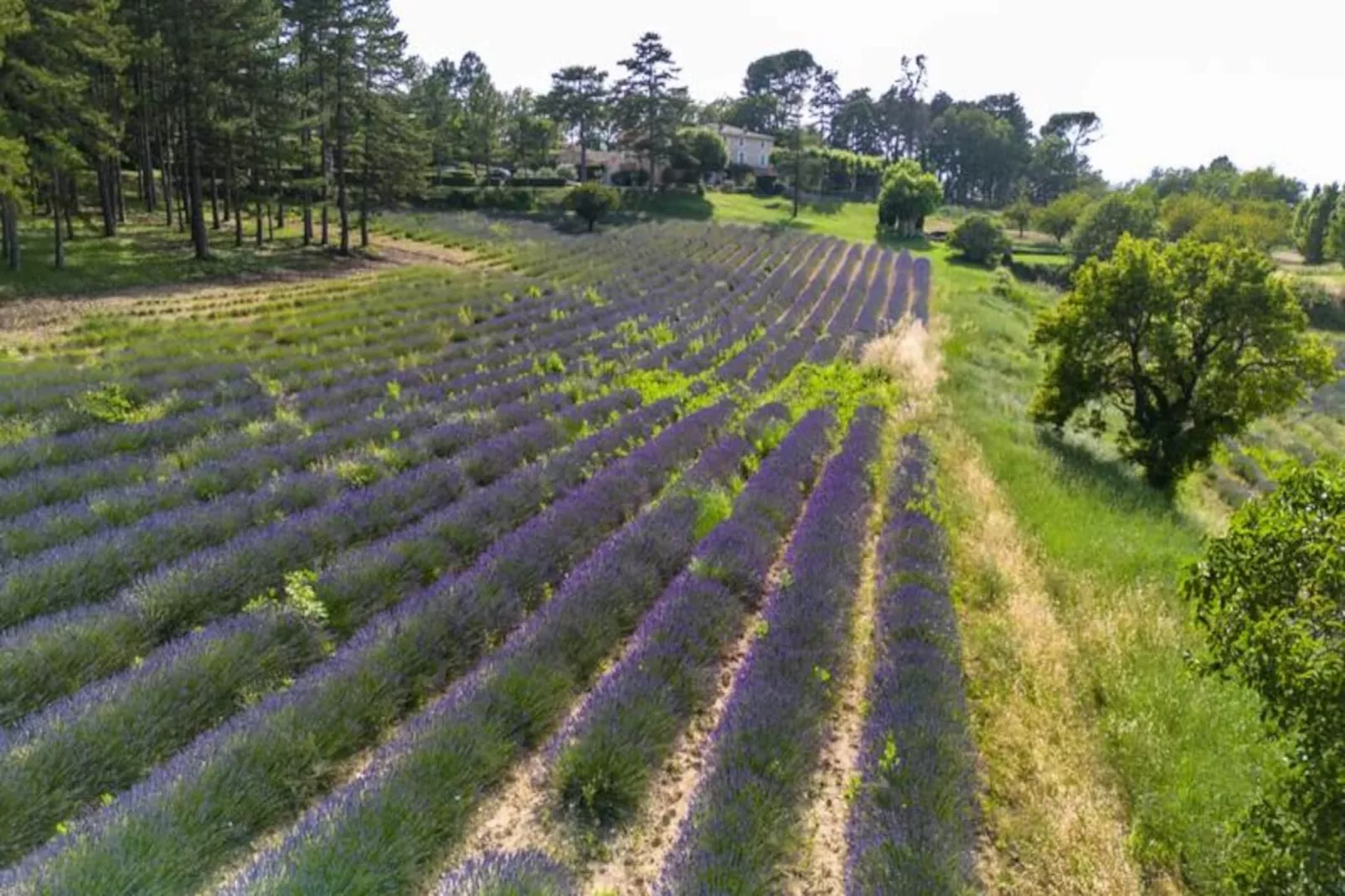 Bastide De L'esclat - Piscine - Champs De Lavandes-Untagged