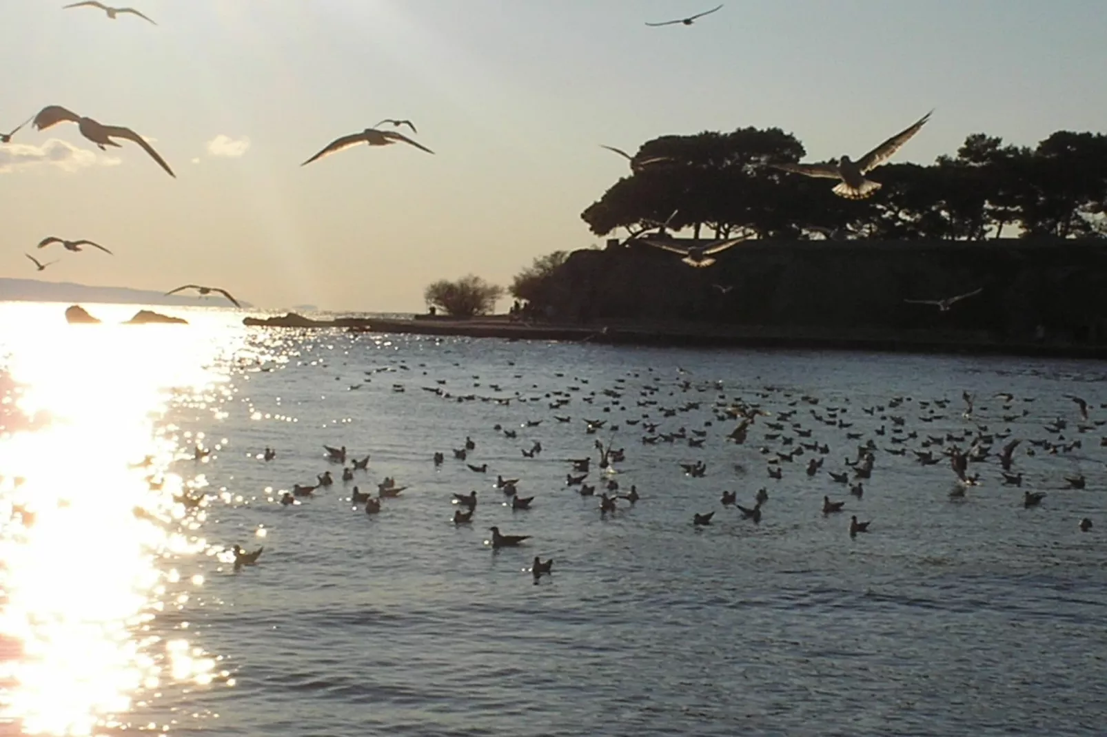 Hektorovic place-Zones hiver à 1 km