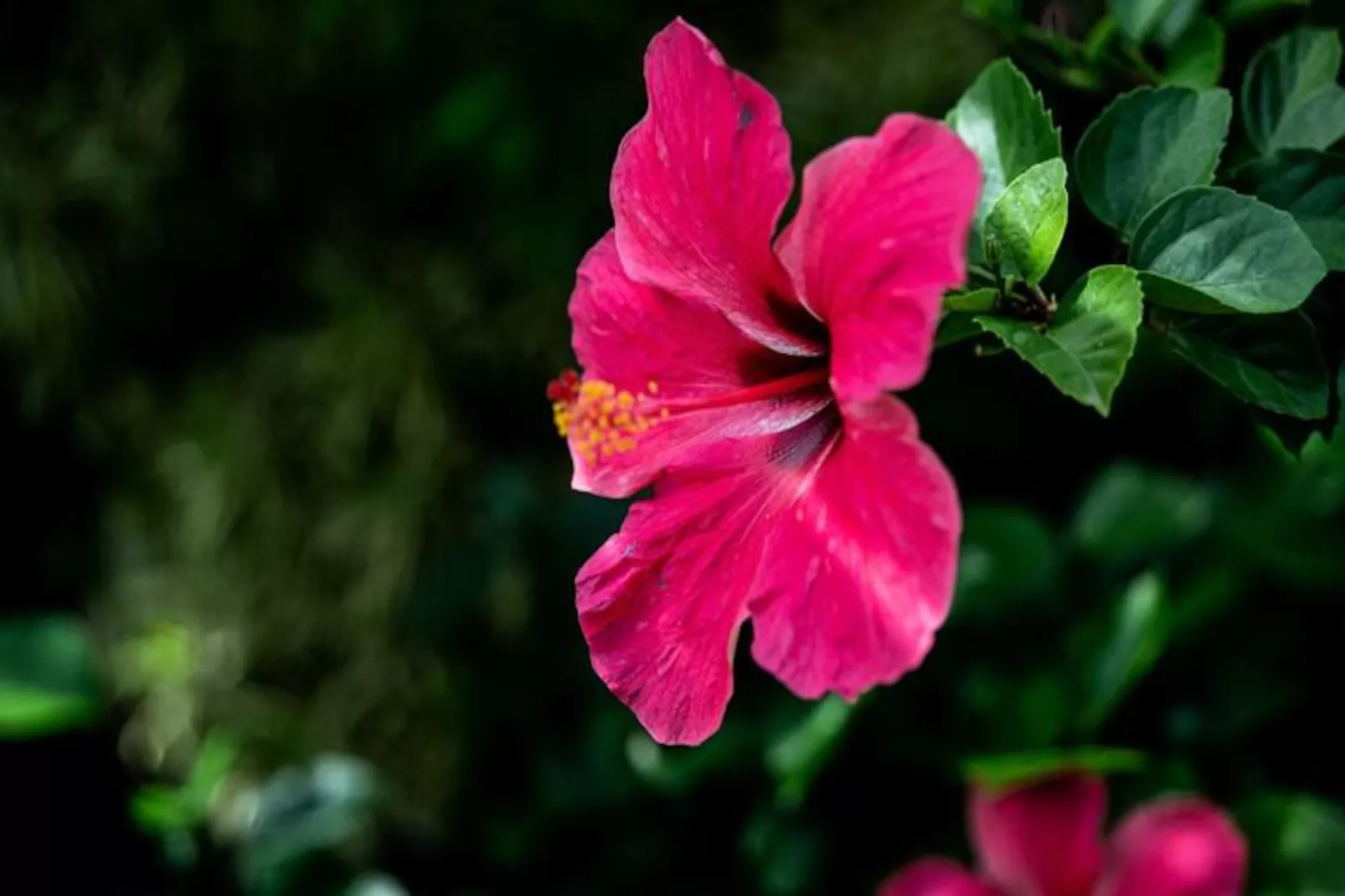 Villa Hibiscus-Non tagué