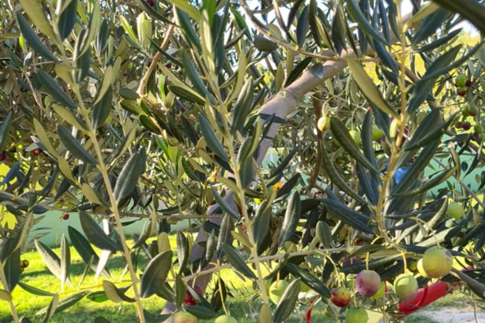 Villa Popovića Dvori -  Six Bedroom Villa with Pool-Extérieur