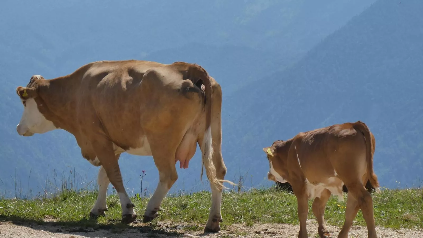 Goldhänchen-Gebiete Sommer 20 km