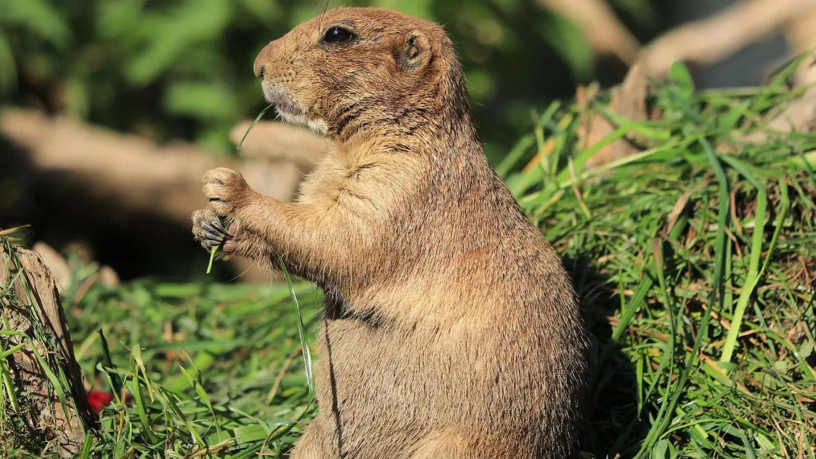 Goldhänchen-Gebiete Sommer 20 km