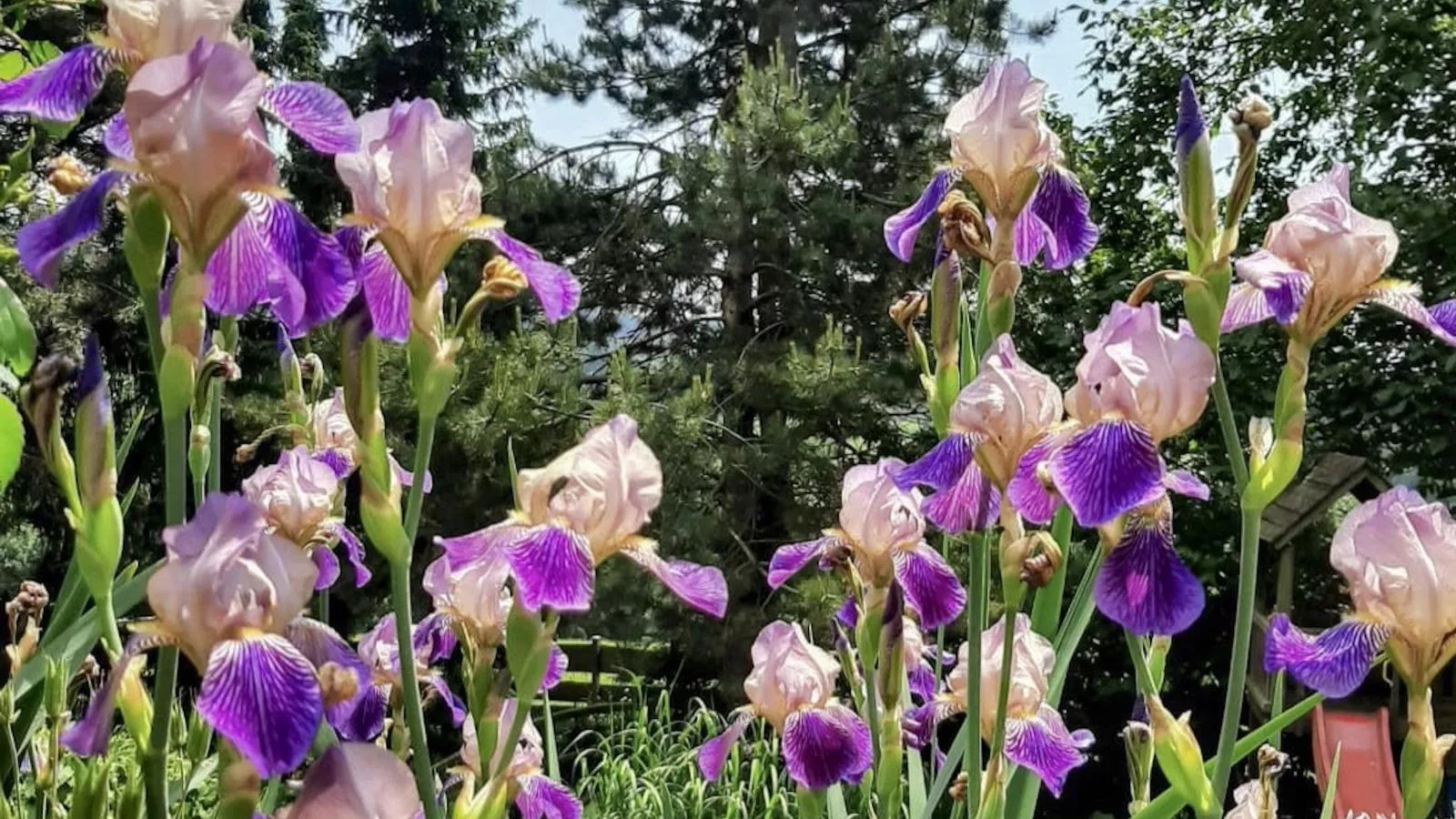 Bernhardsberg-Garten Sommer